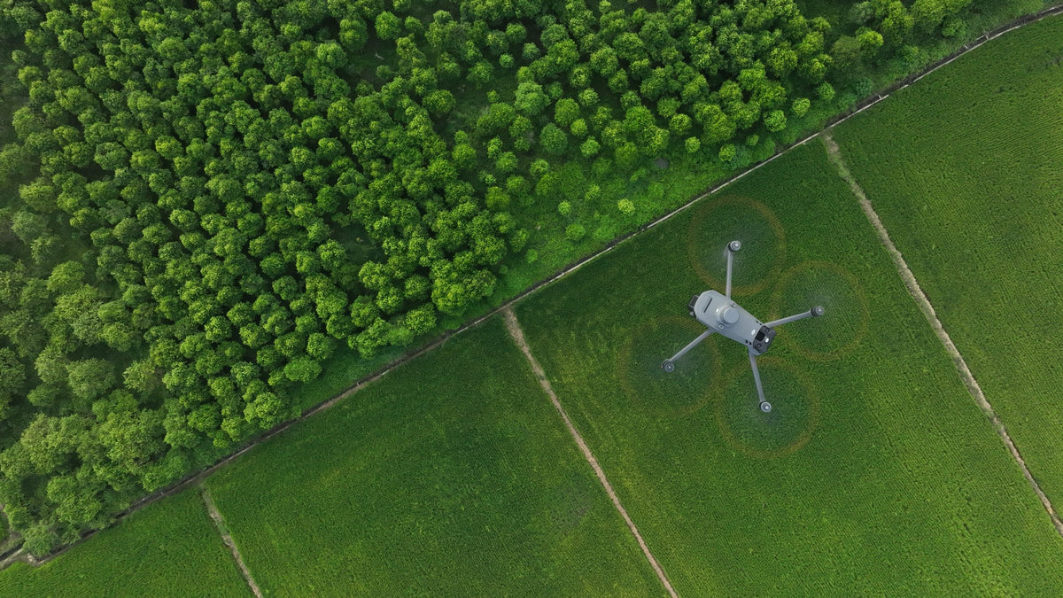 Mavic 3M – ültetvény felett – hivatalos DJI-fotó