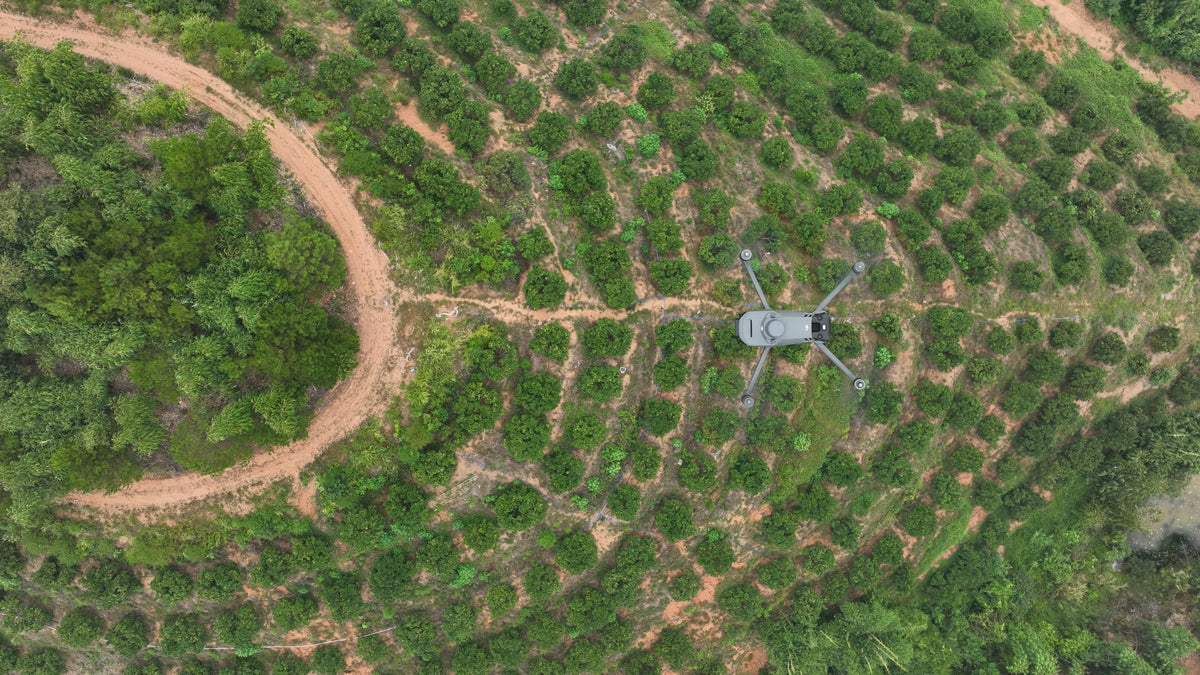 Mavic 3M – gyümölcsös felmérése – hivatalos DJI-fotó
